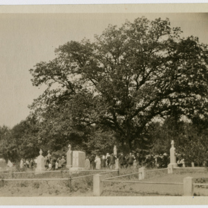 Tree at St. Patrick&#039;s Cemetery
