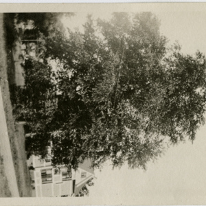 Tree on Riverview Terrace